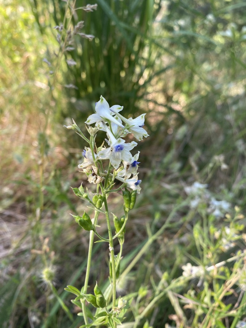 Delphinium leucophaeum photo 4