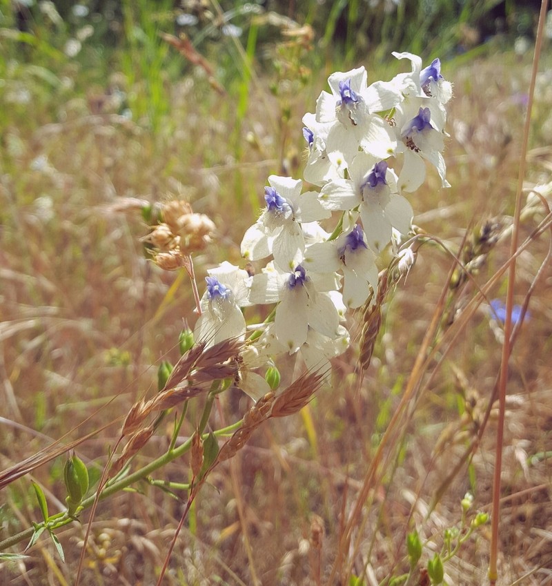 Delphinium leucophaeum photo 5