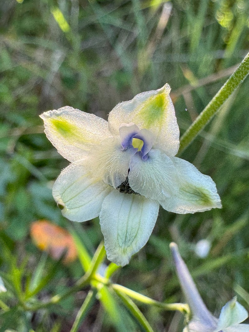 Delphinium leucophaeum photo 6