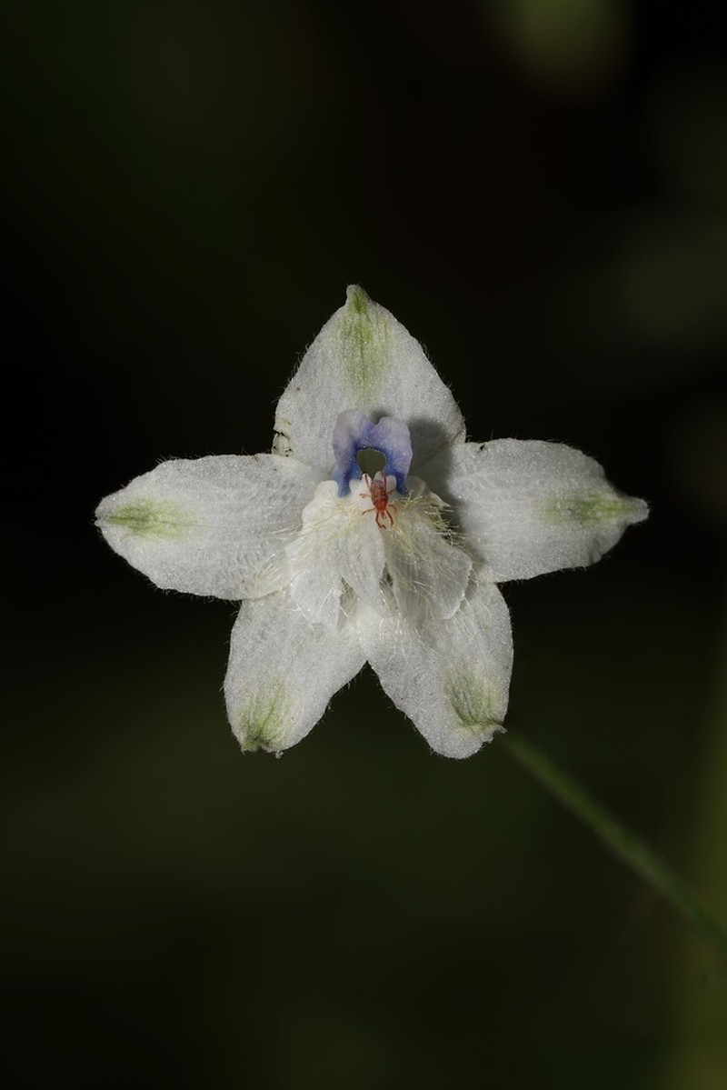 Delphinium leucophaeum photo 7