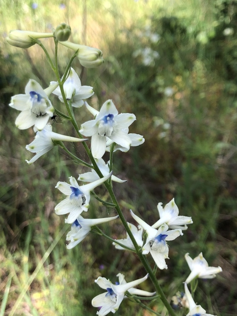 Delphinium leucophaeum photo 8