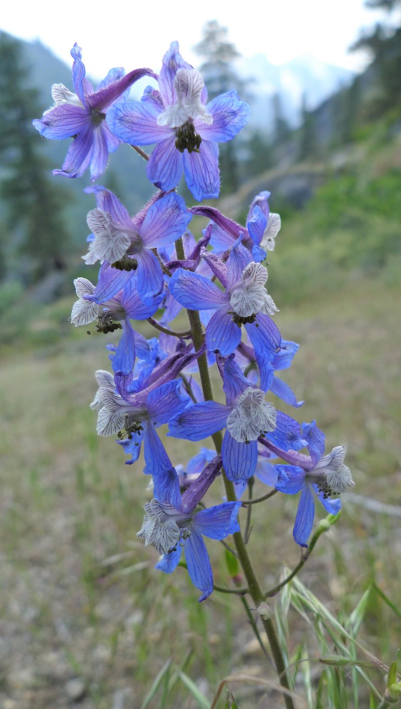 Thinpetal Larkspur