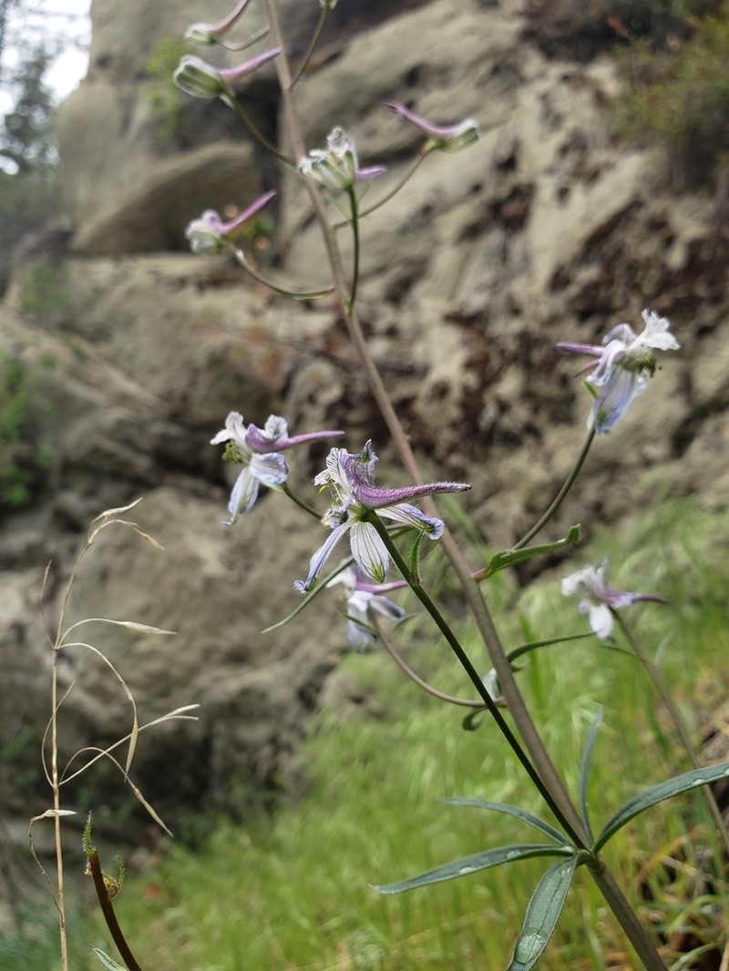 Thinpetal Larkspur
