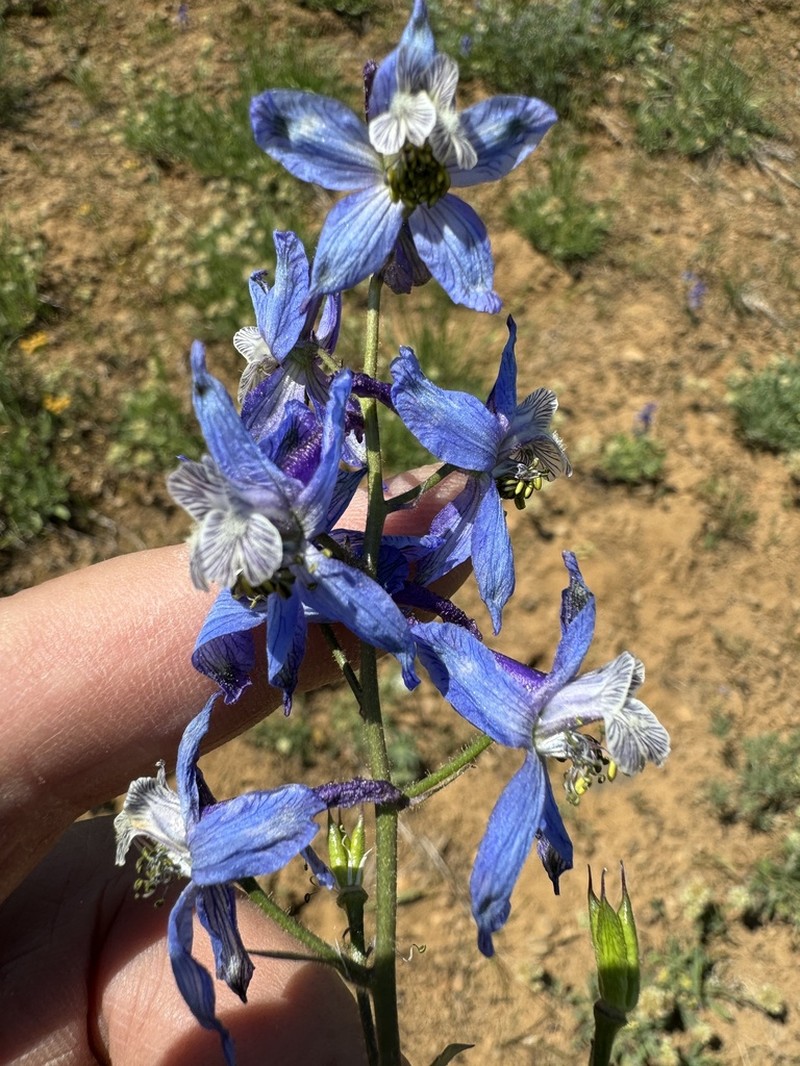 Thinpetal Larkspur photo 2