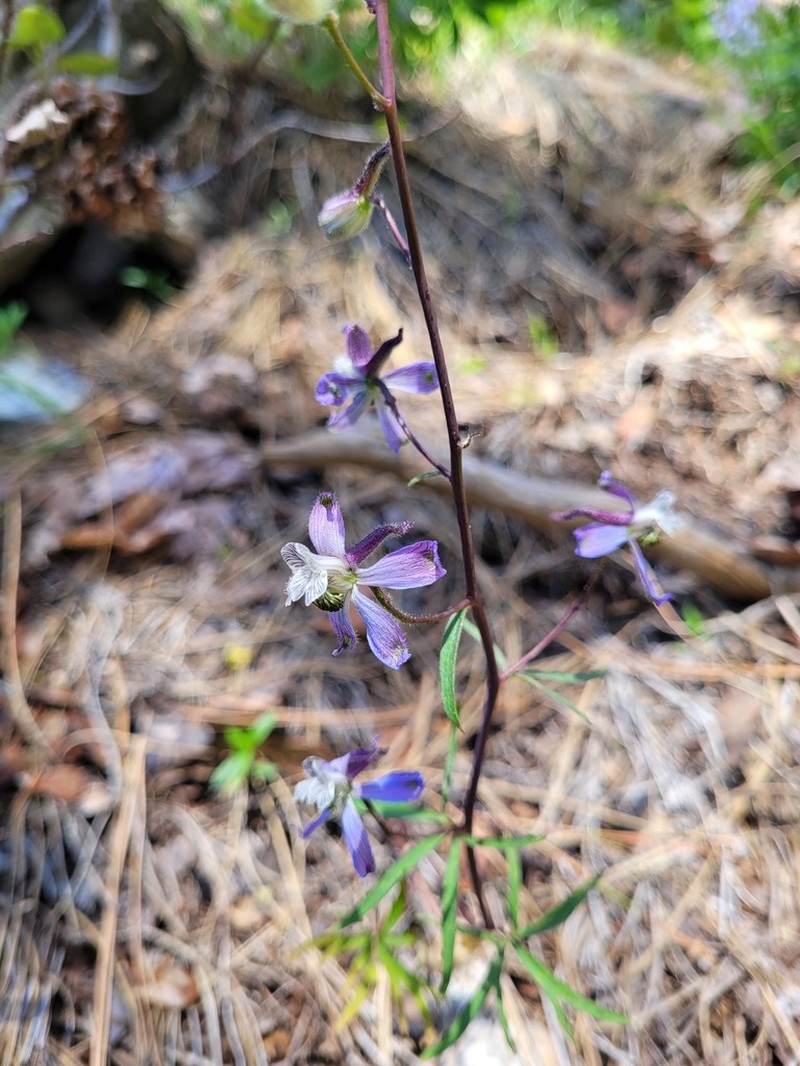 Thinpetal Larkspur photo 3
