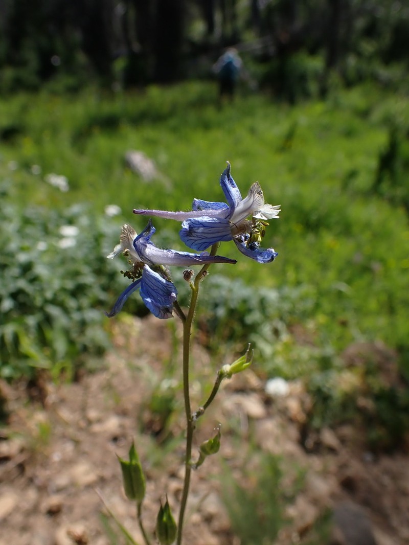 Thinpetal Larkspur photo 4