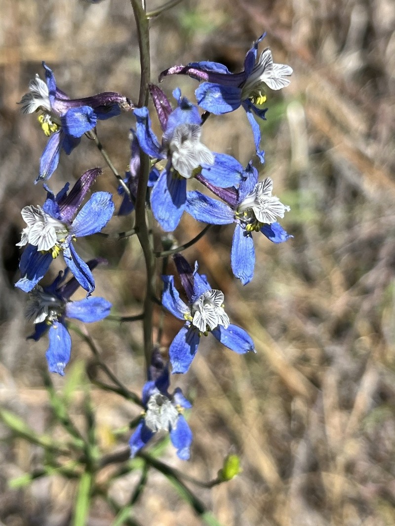 Thinpetal Larkspur photo 5