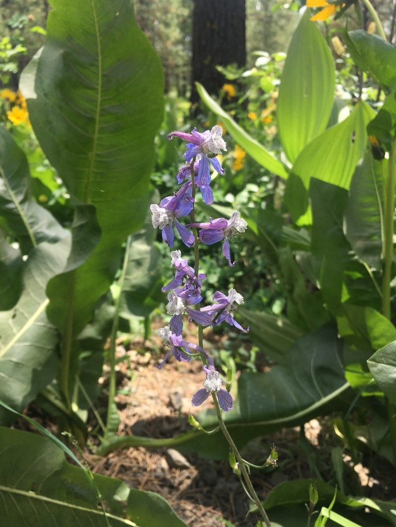 Thinpetal Larkspur photo 6