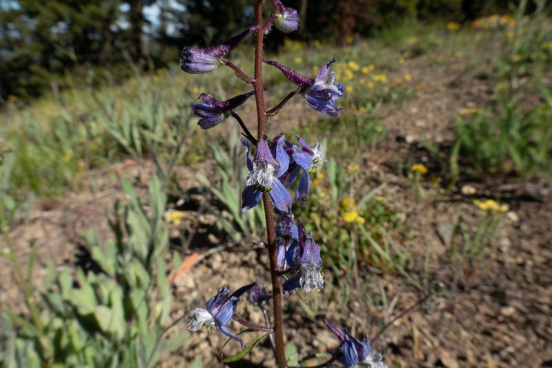Thinpetal Larkspur photo 7