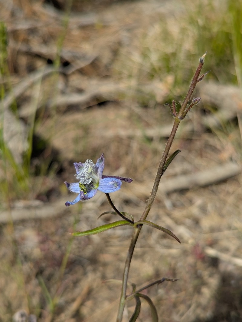 Thinpetal Larkspur photo 8
