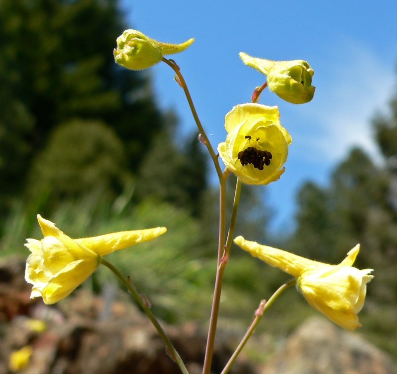 Yellow Larkspur