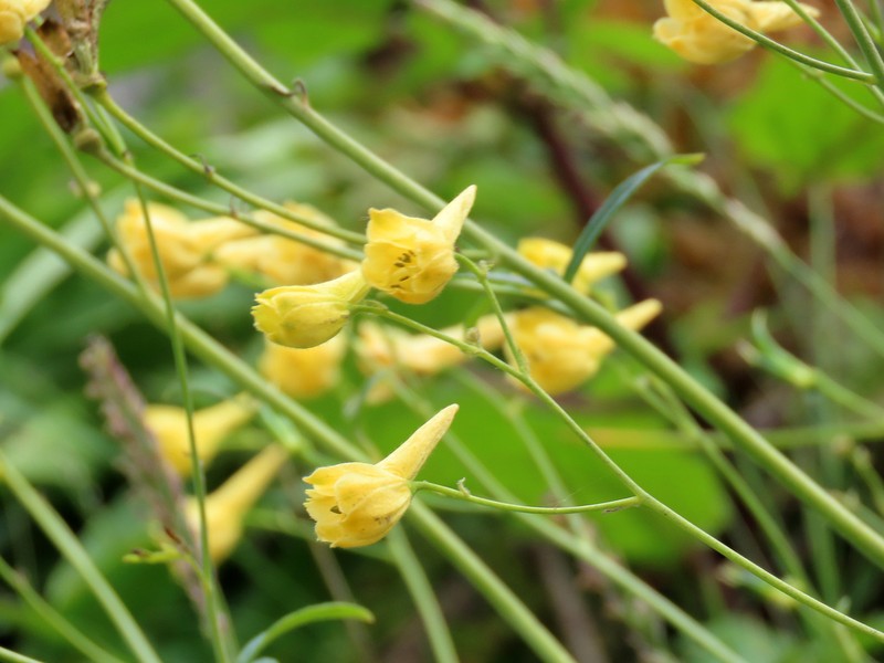 Yellow Larkspur