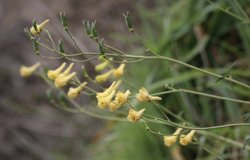 Yellow Larkspur photo 2
