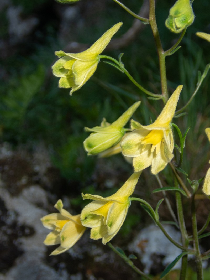 Yellow Larkspur photo 3