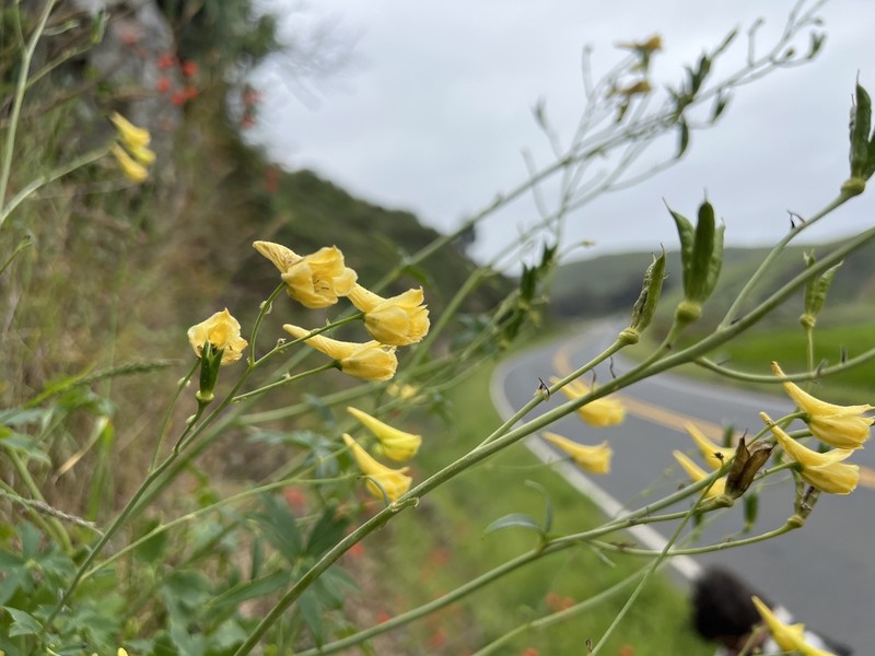 Yellow Larkspur photo 4