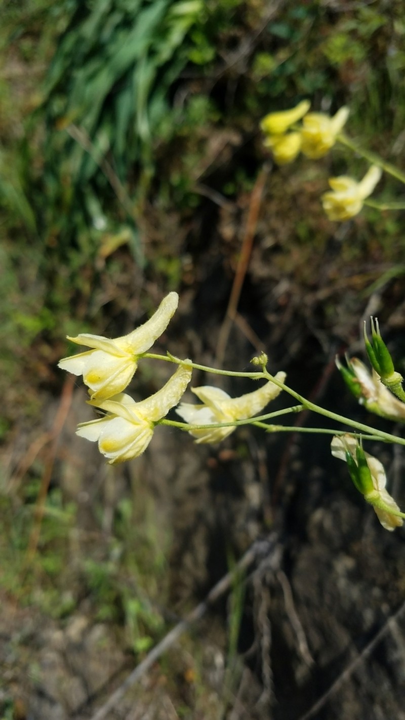 Yellow Larkspur photo 5