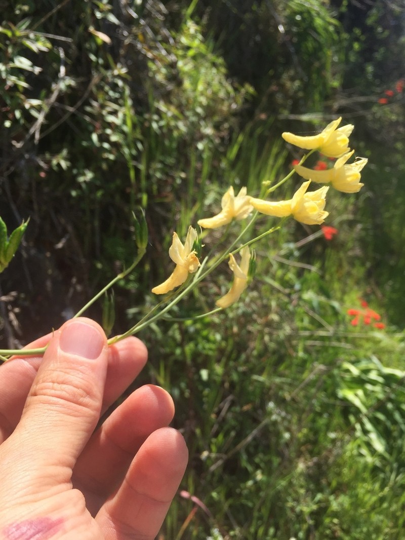 Yellow Larkspur photo 6