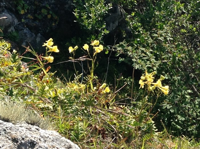 Yellow Larkspur photo 7