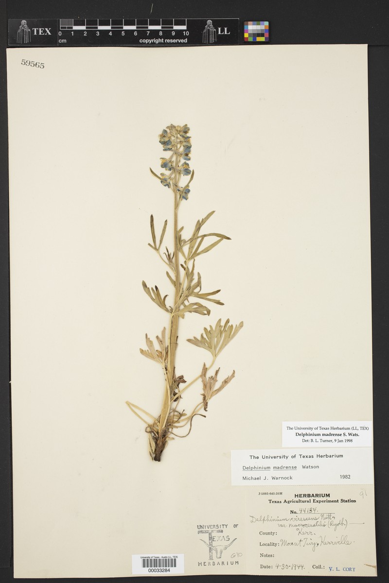 Sierra Madre Larkspur