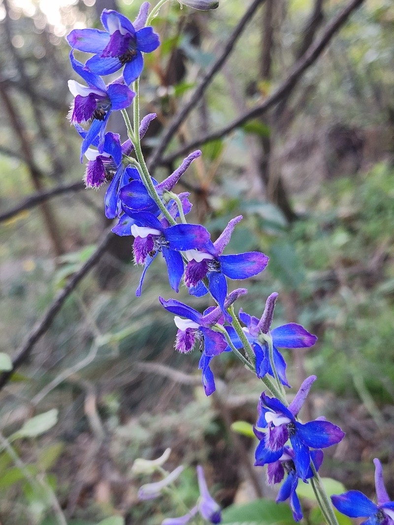 Sierra Madre Larkspur