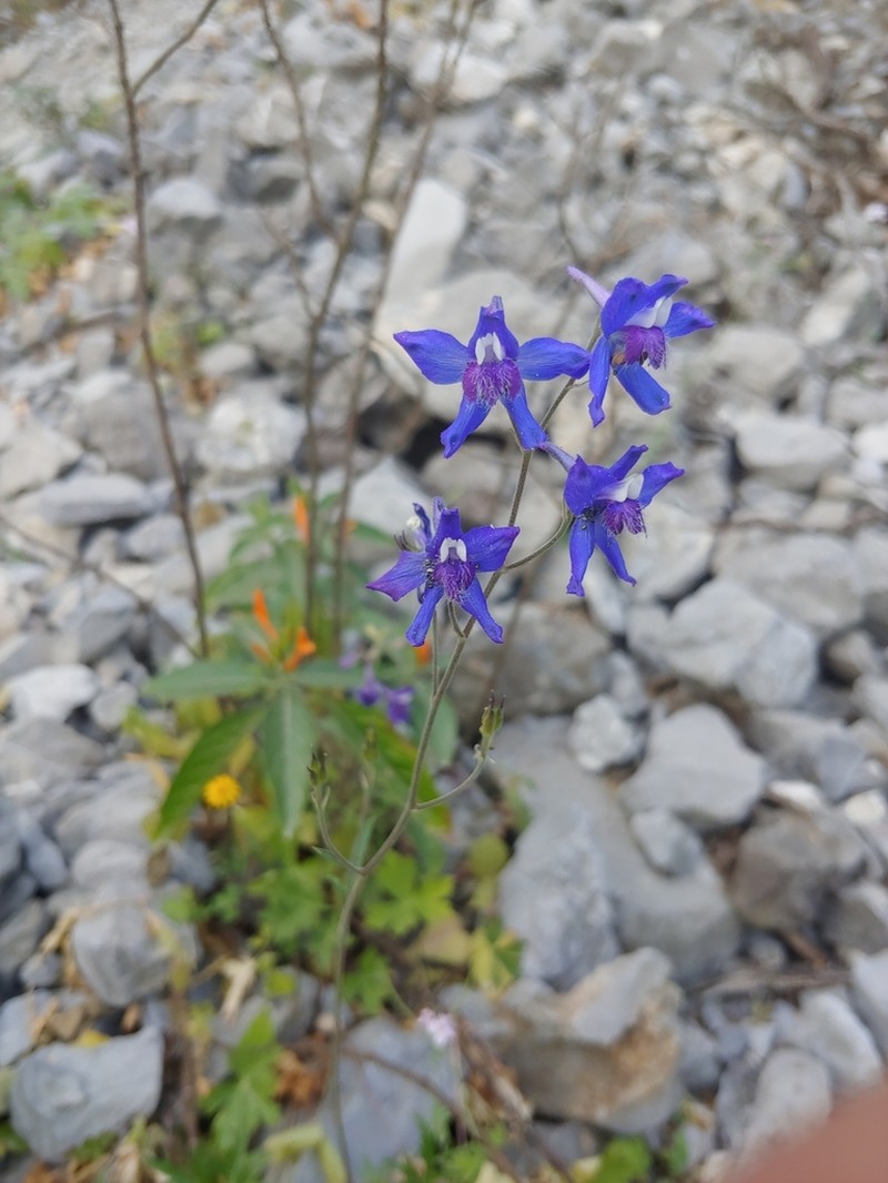 Sierra Madre Larkspur photo 2