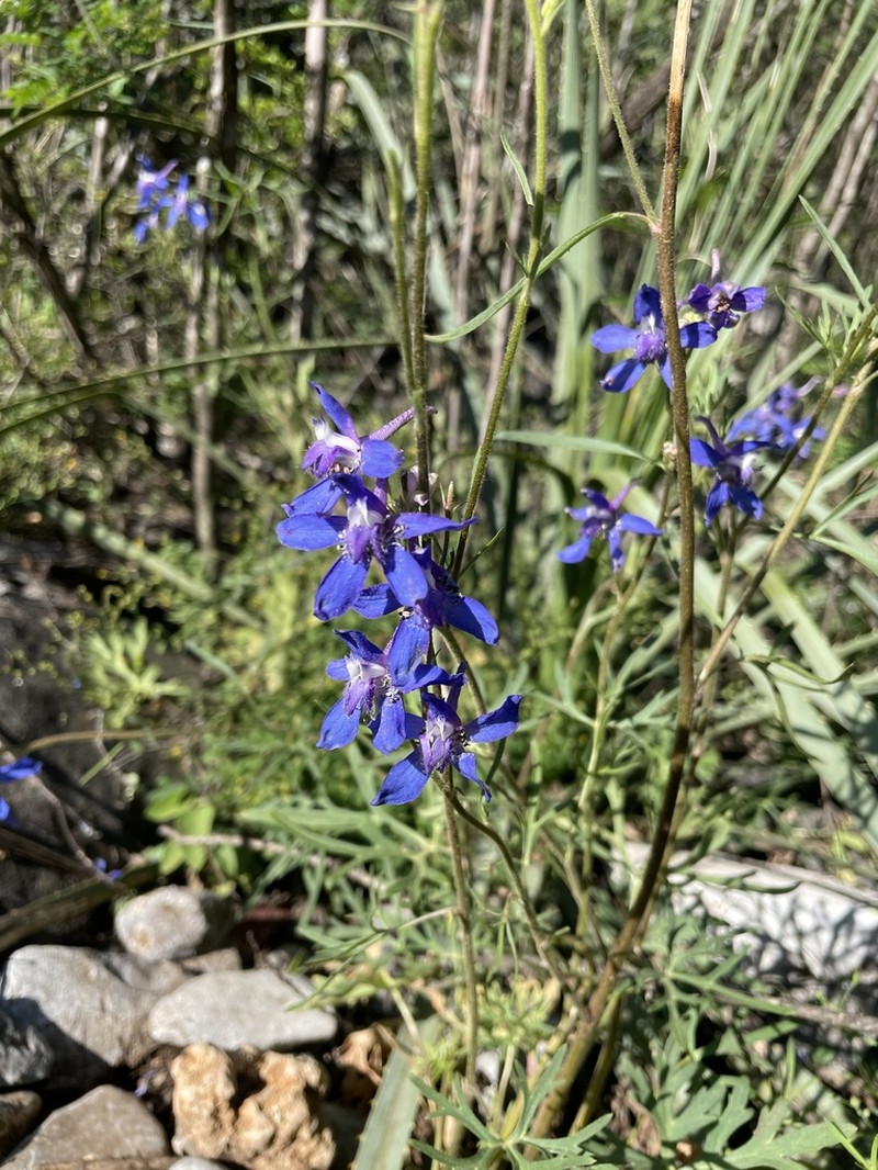 Sierra Madre Larkspur photo 3