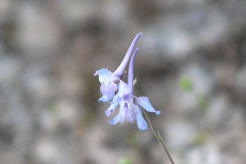 Sierra Madre Larkspur photo 4