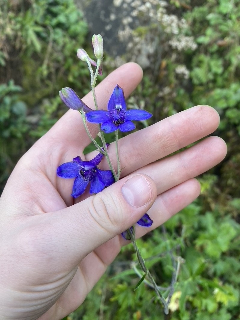 Sierra Madre Larkspur photo 5