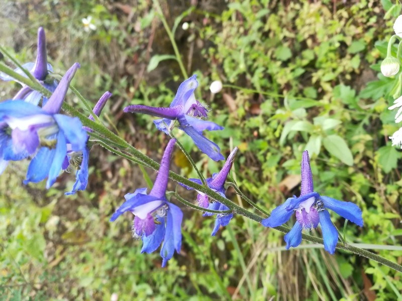 Sierra Madre Larkspur photo 6