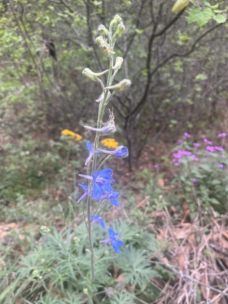 Sierra Madre Larkspur photo 7