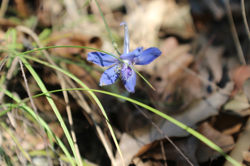 Sierra Madre Larkspur photo 8