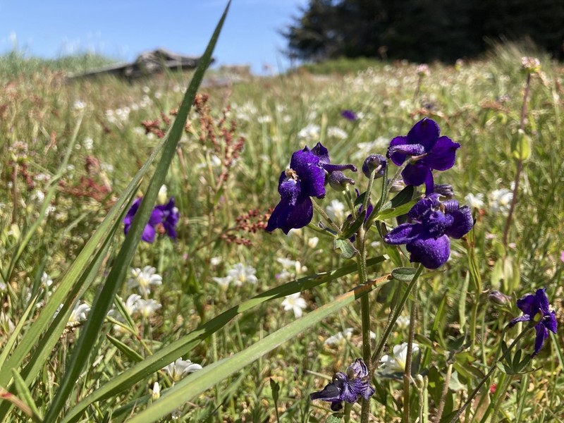 Menzies' Larkspur