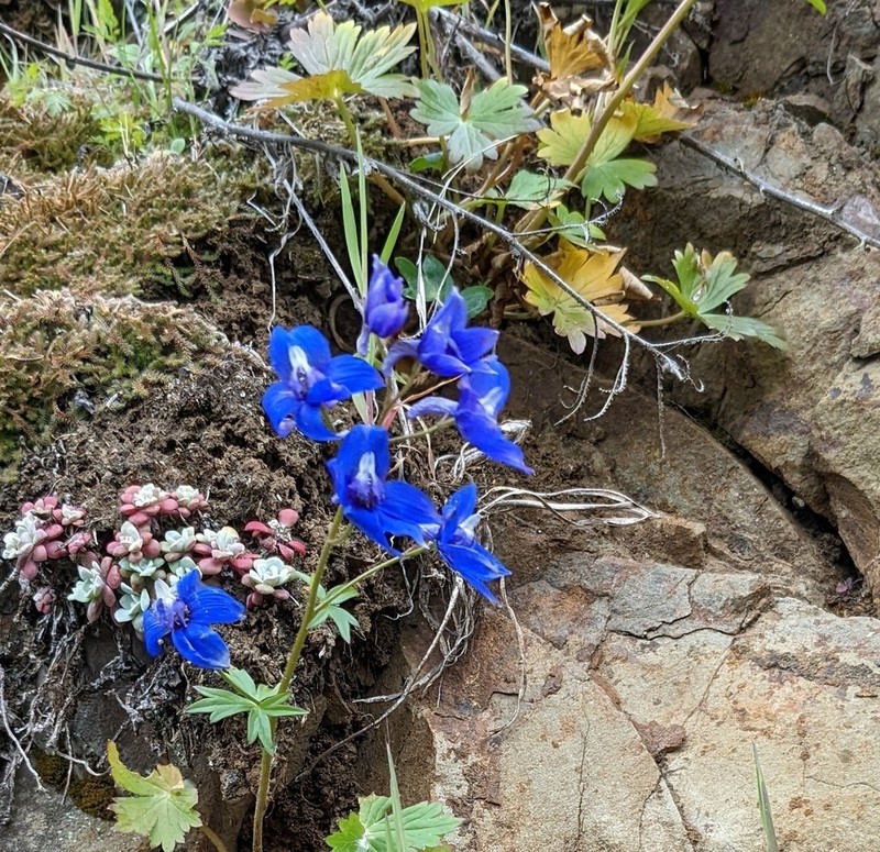 Menzies' Larkspur photo 2