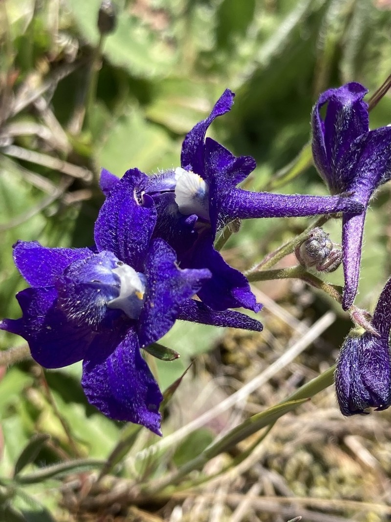 Menzies' Larkspur photo 3