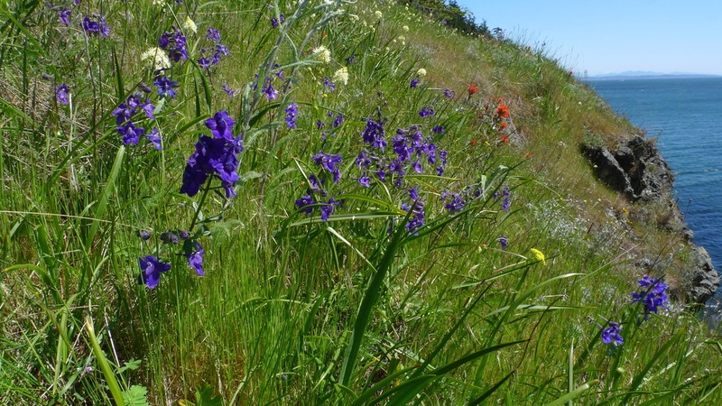 Menzies' Larkspur photo 4