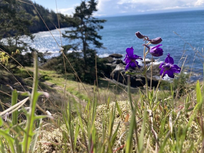 Menzies' Larkspur photo 5