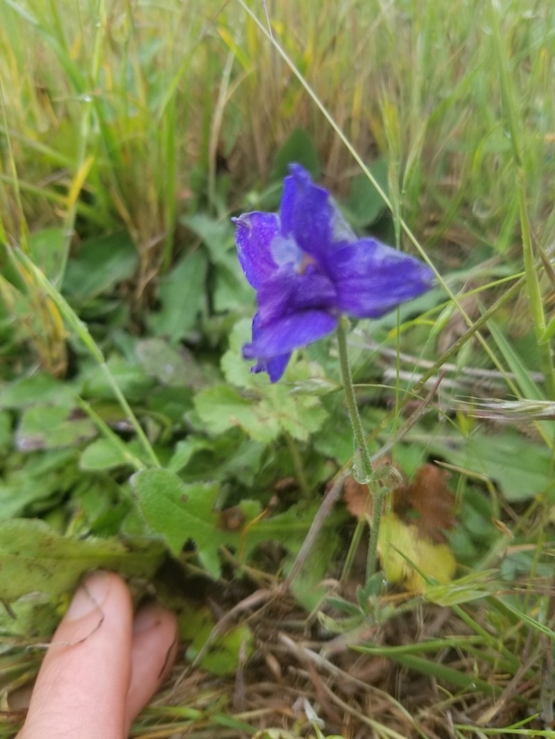Menzies' Larkspur photo 6
