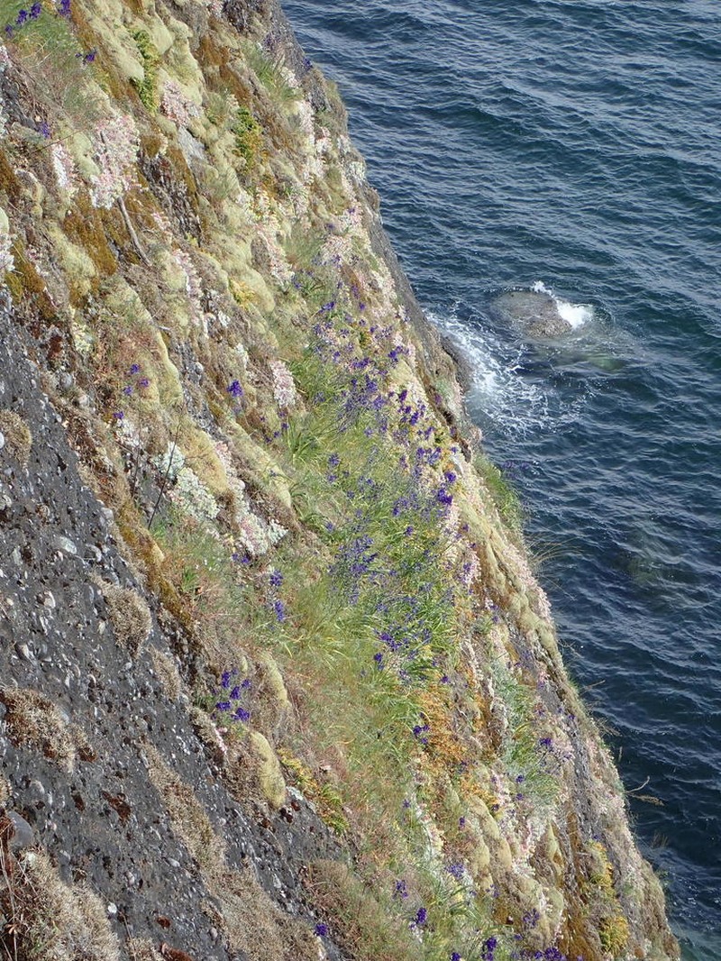Menzies' Larkspur photo 7