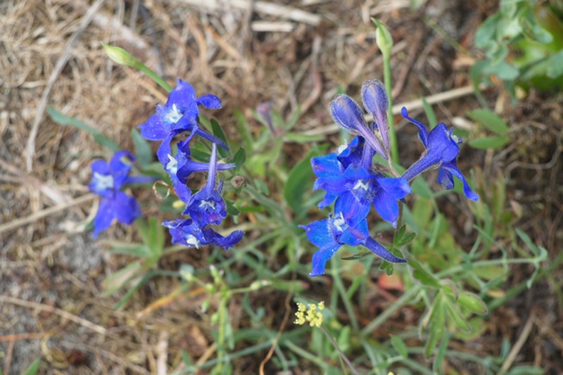 Menzies' Larkspur photo 8