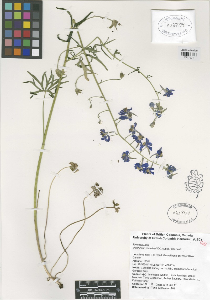 Delphinium menziesii subsp. menziesii
