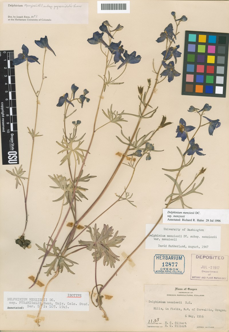 Delphinium menziesii subsp. menziesii photo 2