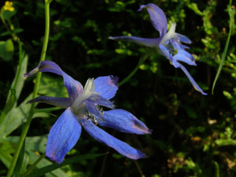 Delphinium menziesii subsp. pyramidale