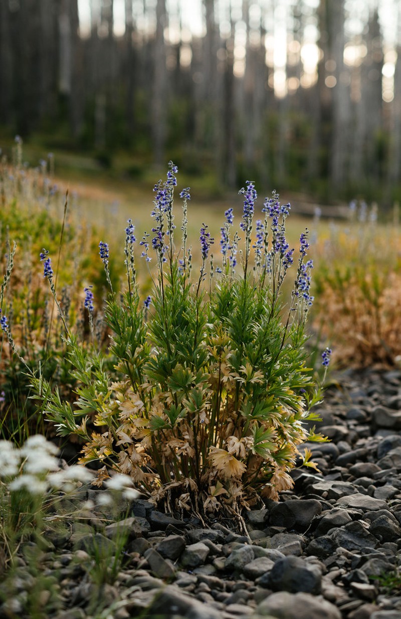 Kittitas Larkspur