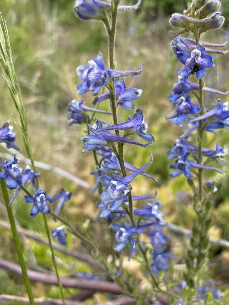Kittitas Larkspur photo 2