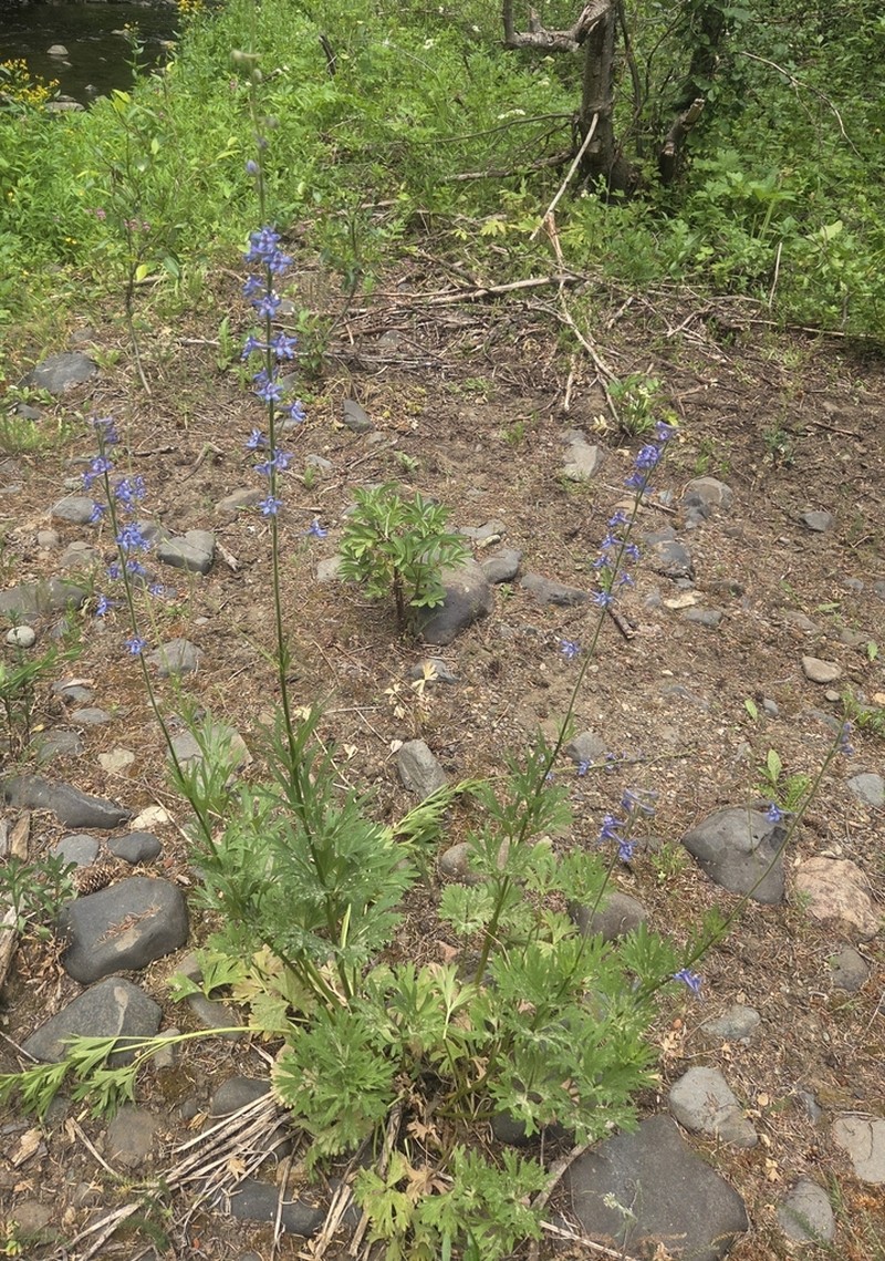 Kittitas Larkspur photo 3