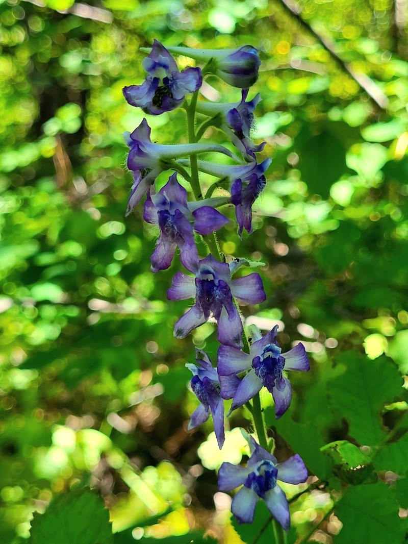 Kittitas Larkspur photo 4