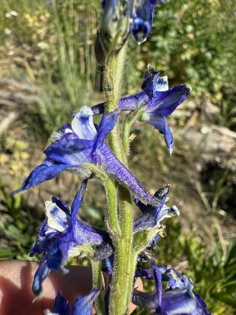 Kittitas Larkspur photo 5