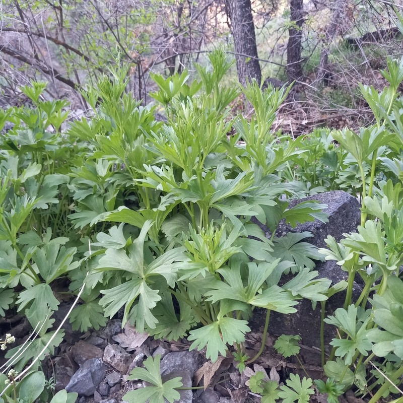Kittitas Larkspur photo 6