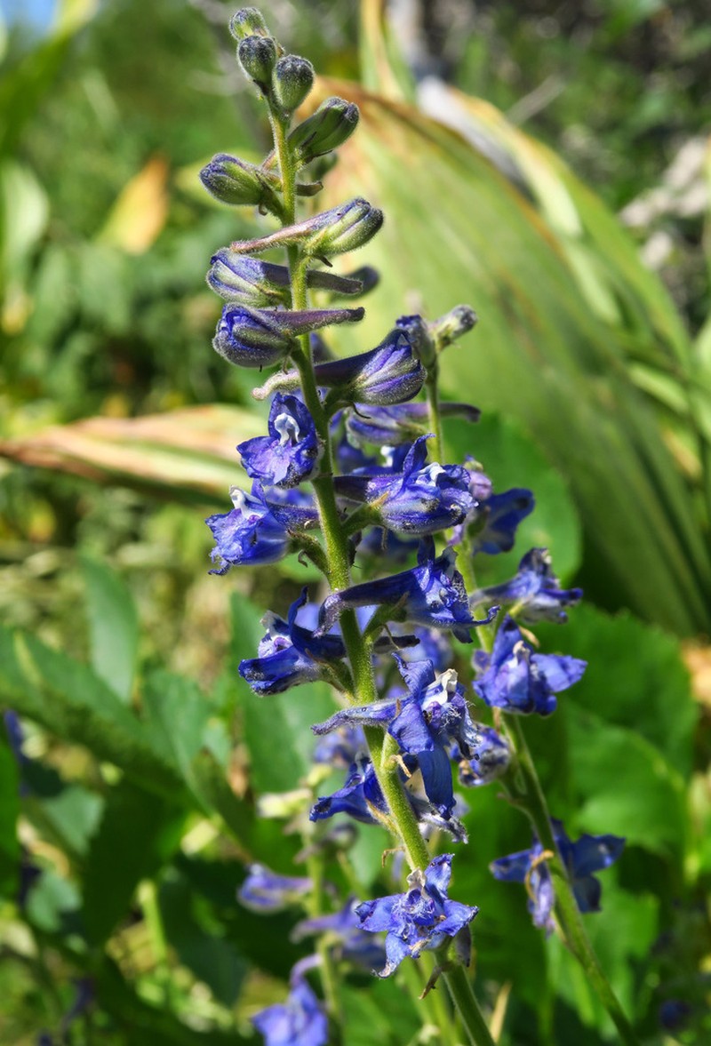 Kittitas Larkspur photo 8