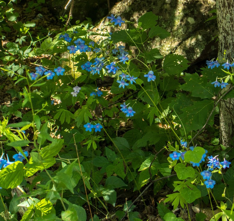 Newton's Larkspur